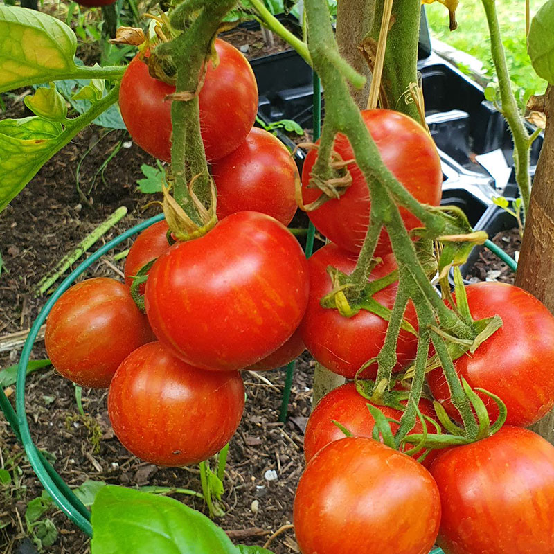 Tomate rot