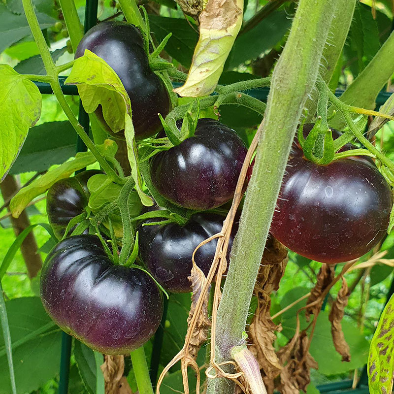 Tomate schwarz